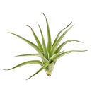 Tillandsia lorentziana