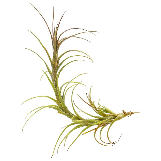 Tillandsia macbrideana