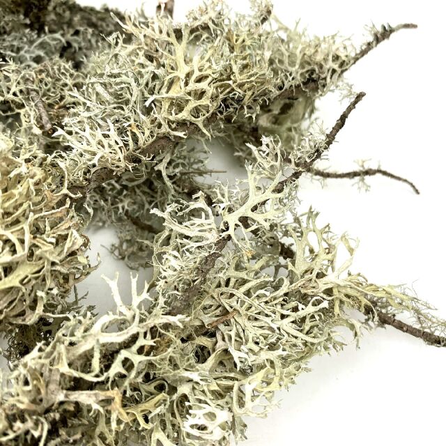 WIO - Flechten - Lichen Branches - 5-30 cm - 100g