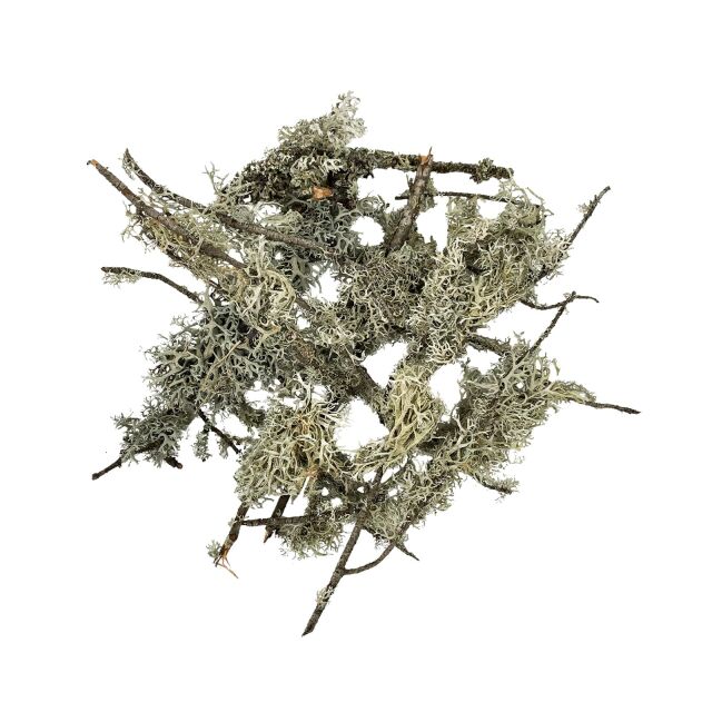 WIO - Flechten - Lichen Branches - 5-30 cm - 100g