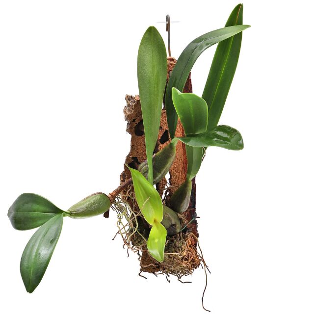 Bulbophyllum falcatum