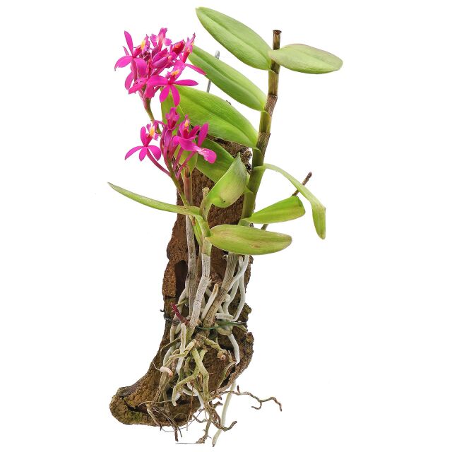 Epidendrum radicans 'Pink'