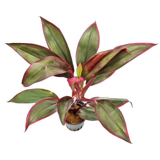 Cordyline fruticosa 'Red Edge' | Aquasabi - Aquaristik Shop