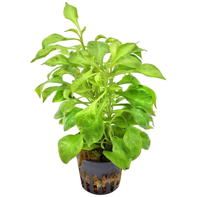 Alternanthera bettzickiana 'Green'