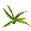 Dracaena sanderiana Gold - Topf