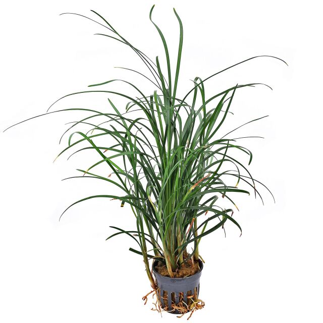 Ophiopogon japonicus