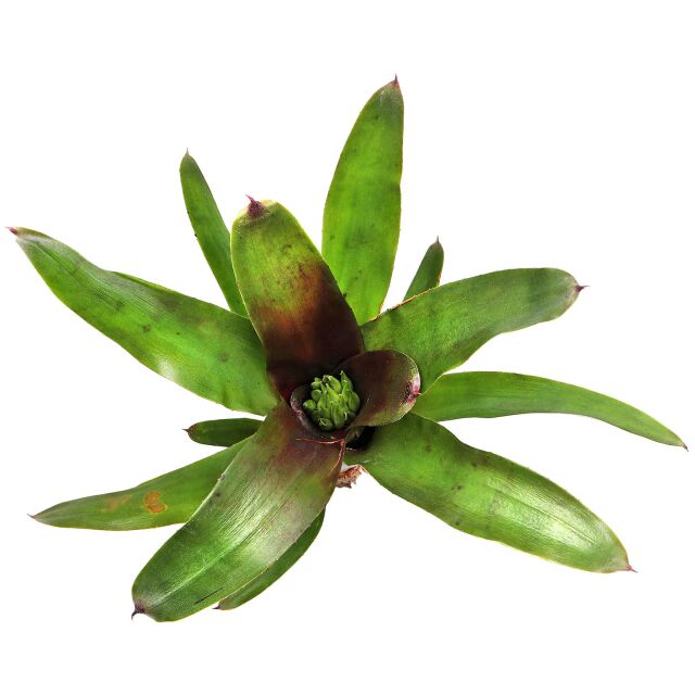 Neoregelia 'Xantipa'