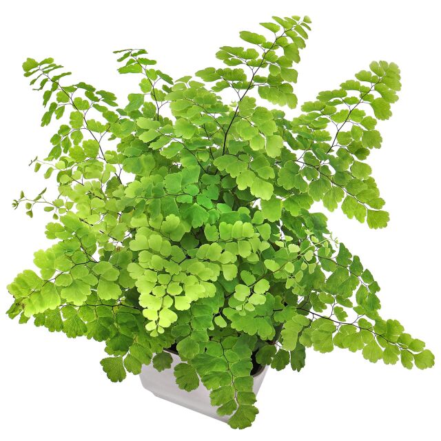 Adiantum raddianum