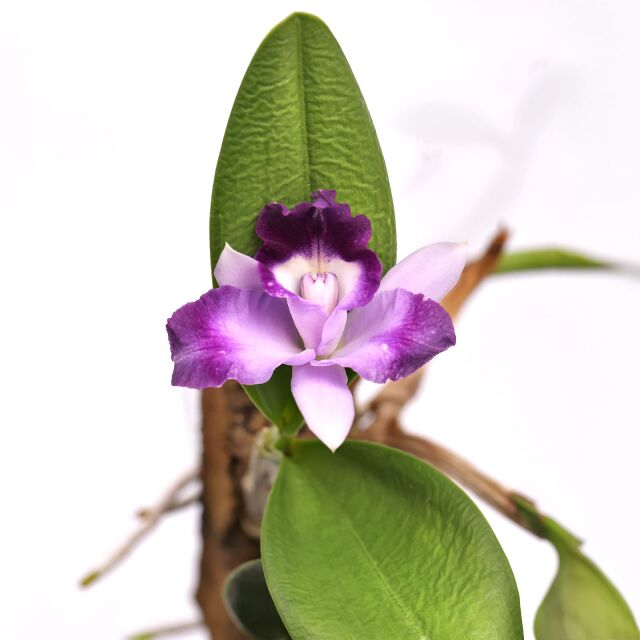 Cattleya Hybrid