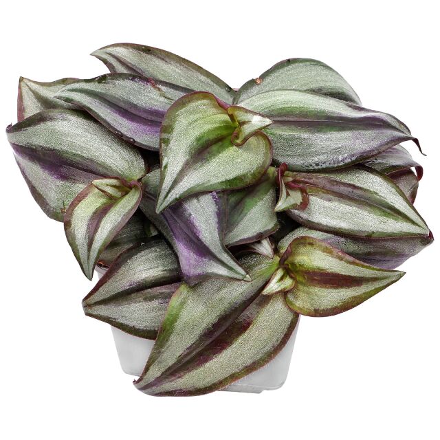 Tradescantia zebrina