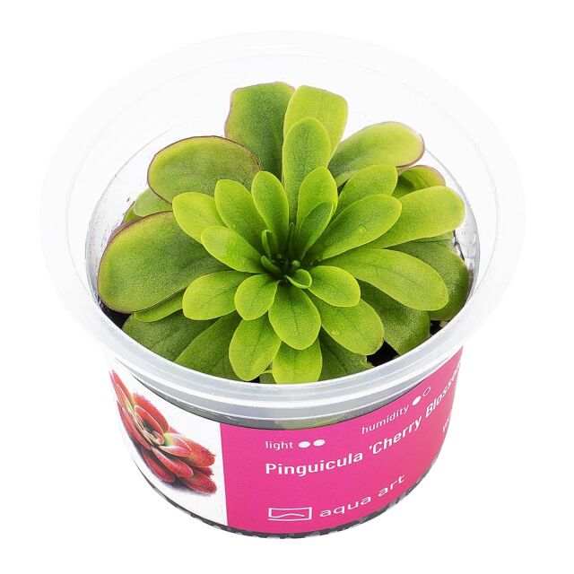 Pinguicula 'Cherry Blossom'