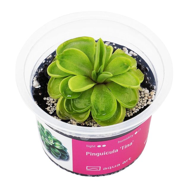 Pinguicula 'Tina'