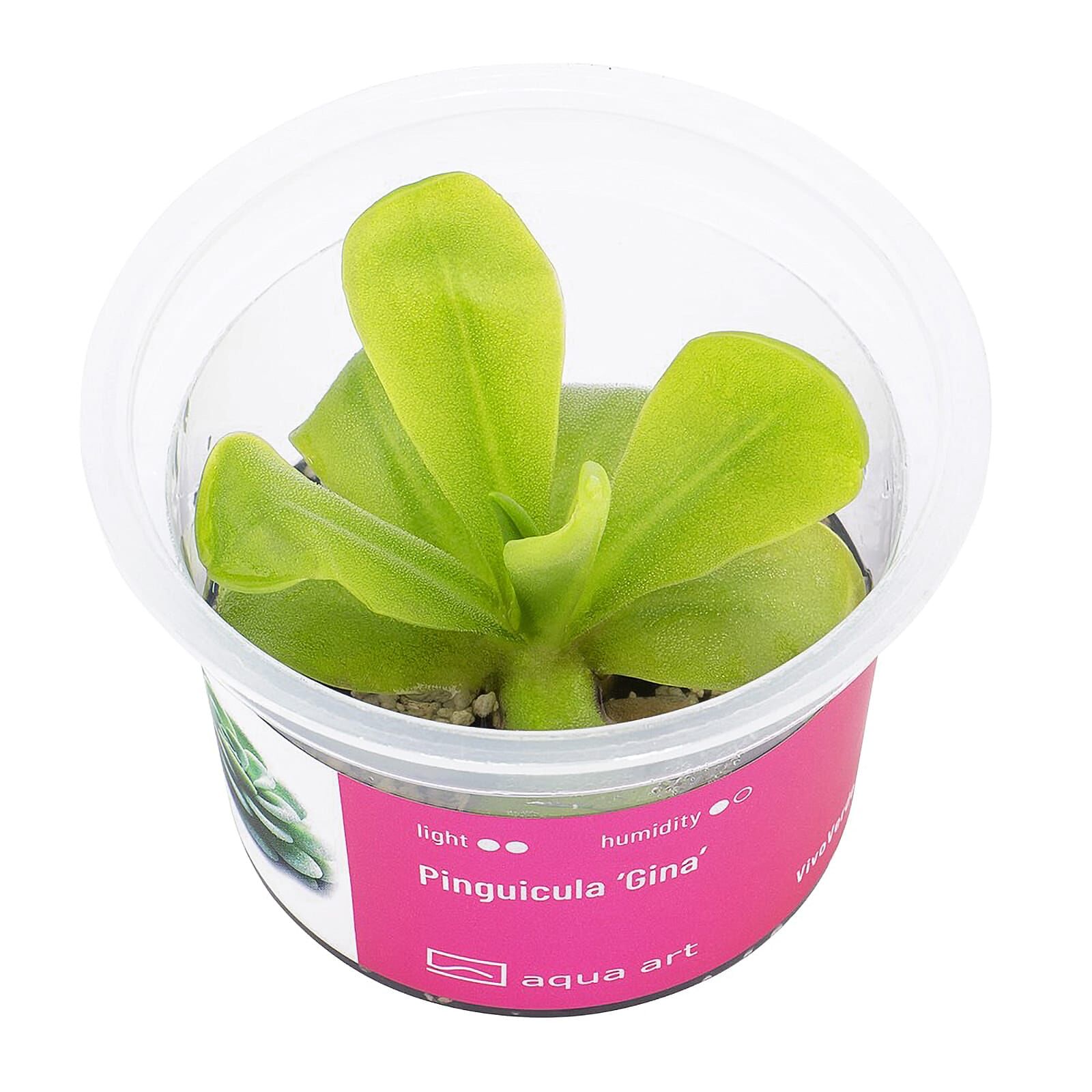 Pinguicula 'Gina'