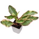 Peperomia clusiifolia Jewelry