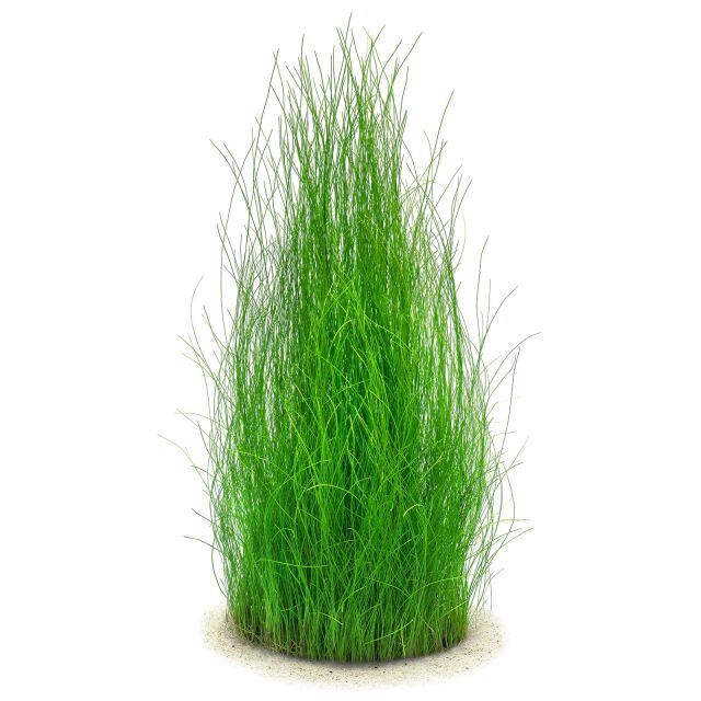 Eleocharis sp. &quot;Montevidensis ADA&quot;