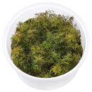 Myriophyllum tuberculatum - in Vitro XL