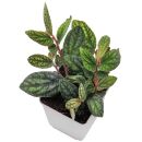 Procris repens "Pulchra" - Topf L