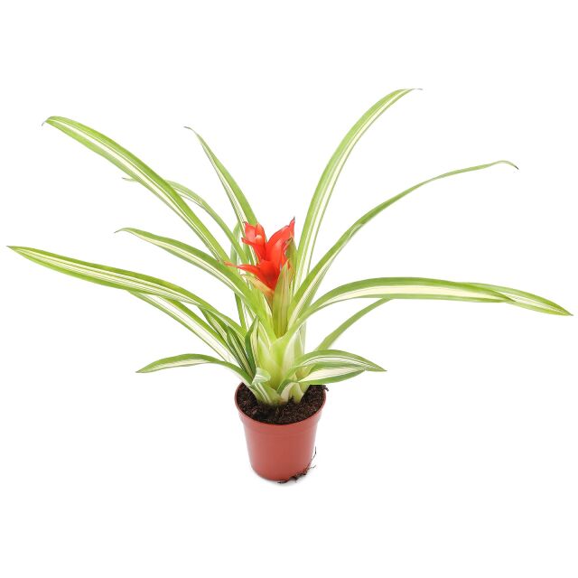 Guzmania 'Ice Cream'