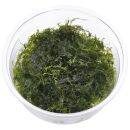 Fissidens fontanus "Phoenix Moss" - Cup