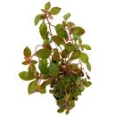 Ludwigia "Rubin"