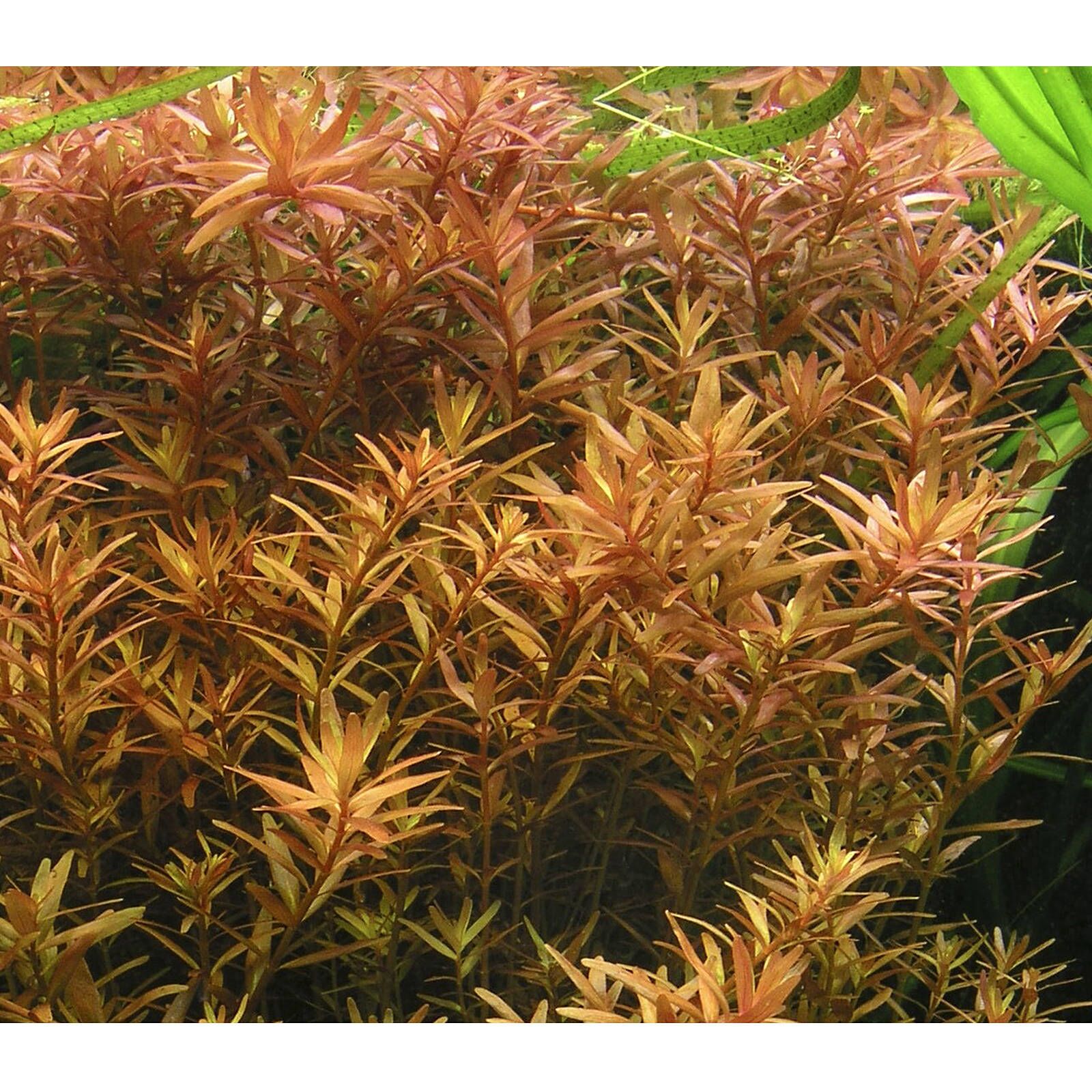 Rotala rotundifolia - Topf | Aquasabi - Aquaristik Shop