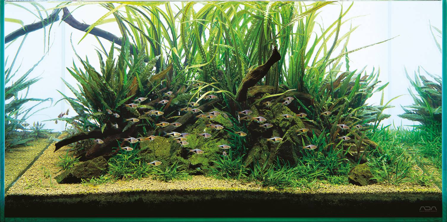 ADA Aqua Soil Malaya und Africana - Ein Teil Natur für das Aquarium