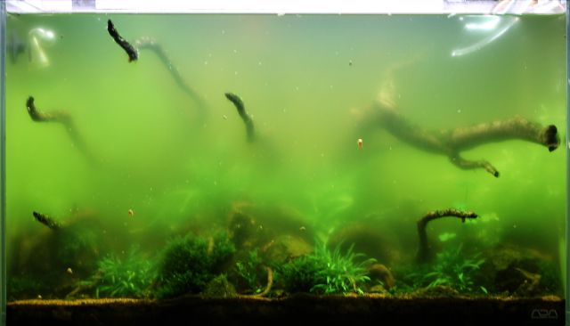 Freshwater fish hot sale tank algae