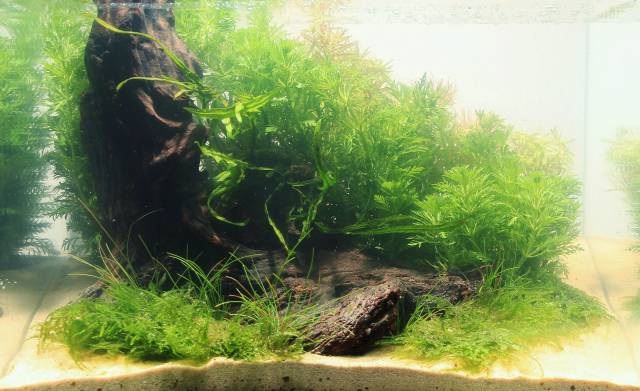 Creating A Three Dimensional Layout With A Pronounced Sense Of Depth Aquascaping Wiki Aquasabi