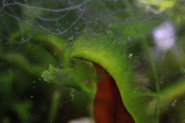 Hair algae problem in Neocaridina tank with baby shrimplettes - Plants,  Algae, and Fertilizers - C.A.R.E.