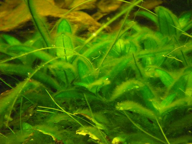 types of algae in planted aquarium