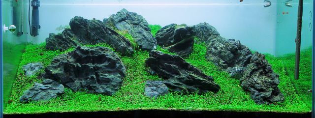 Aquarium without algae