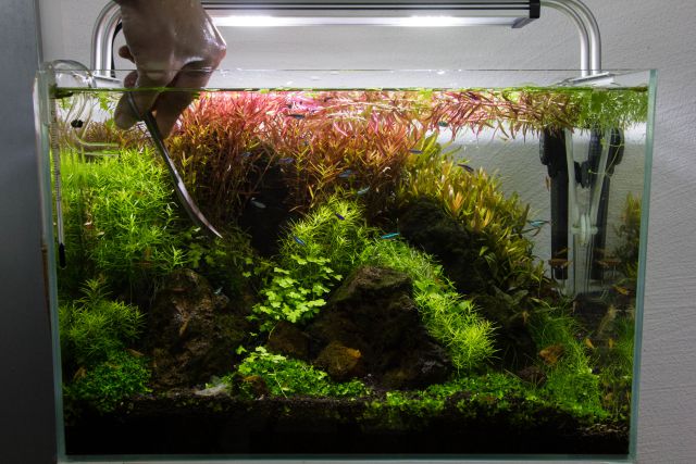 Rotala schneiden