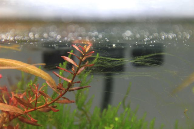 Green thread algae -, Aquasabi