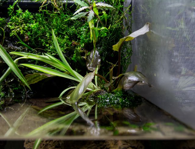 land part of a paludarium