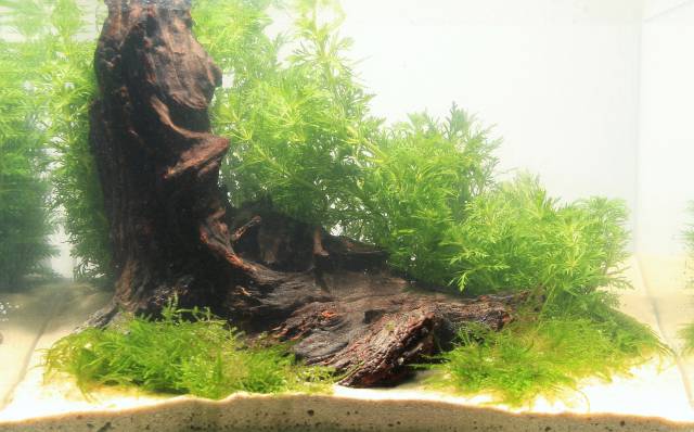 Layout forms in aquascaping -, Aquasabi