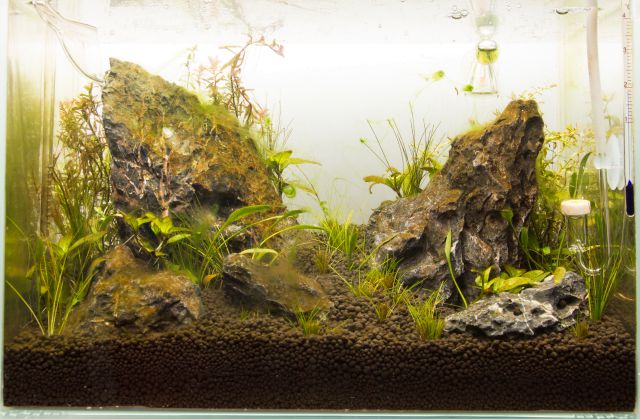 Aquascape mit Algen.