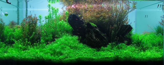 Fadenalgen - Aquascaping Wiki | Aquasabi - Aquaristik Shop