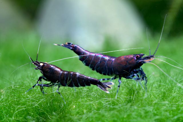 Selective shrimp breeding -, Aquasabi