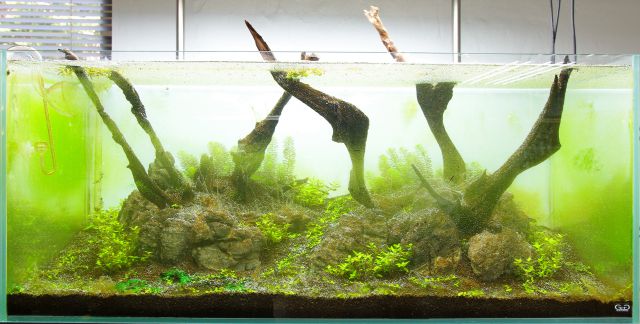 Algen in der Einfahrphase - Aquascaping Wiki | Aquasabi