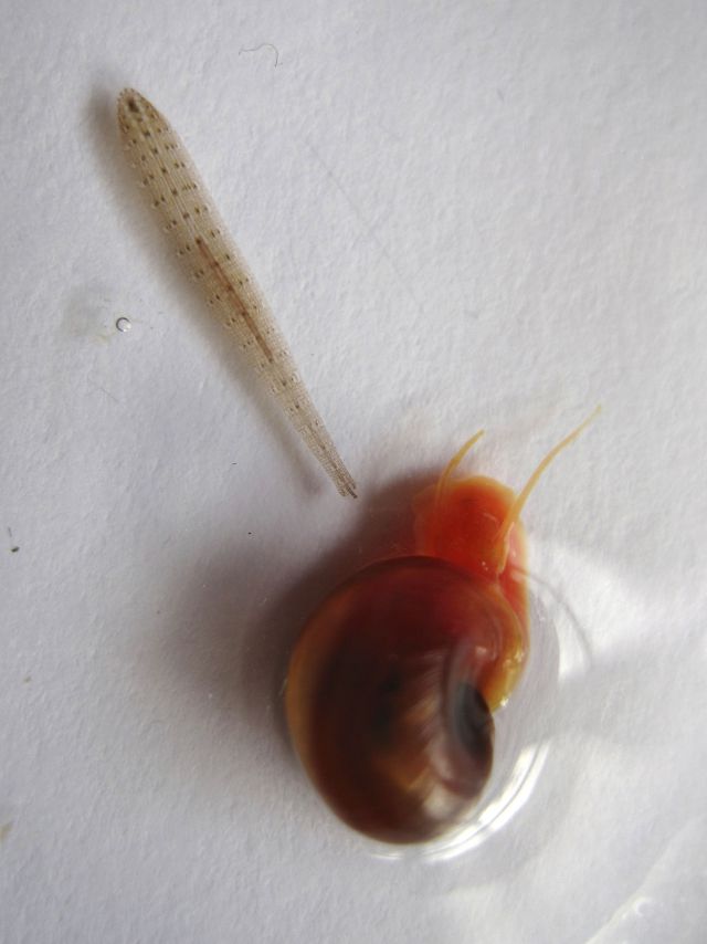 snail leech