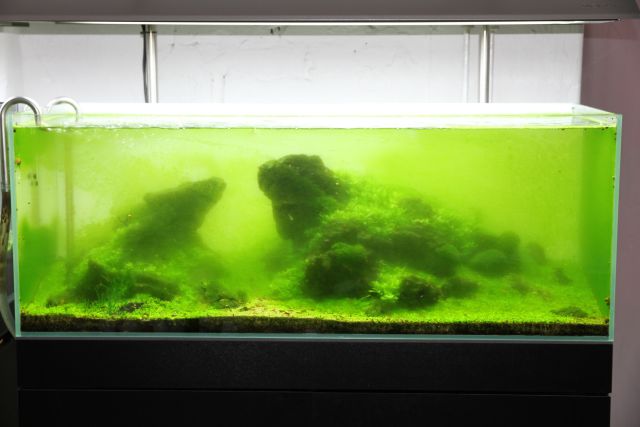 How to Get Green Algae Off Aquarium Glass