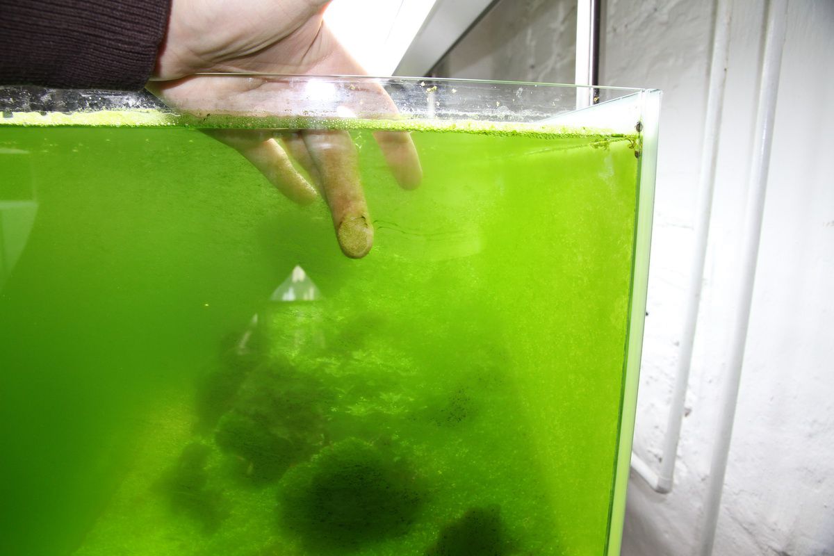 Green algae on aquarium sales glass