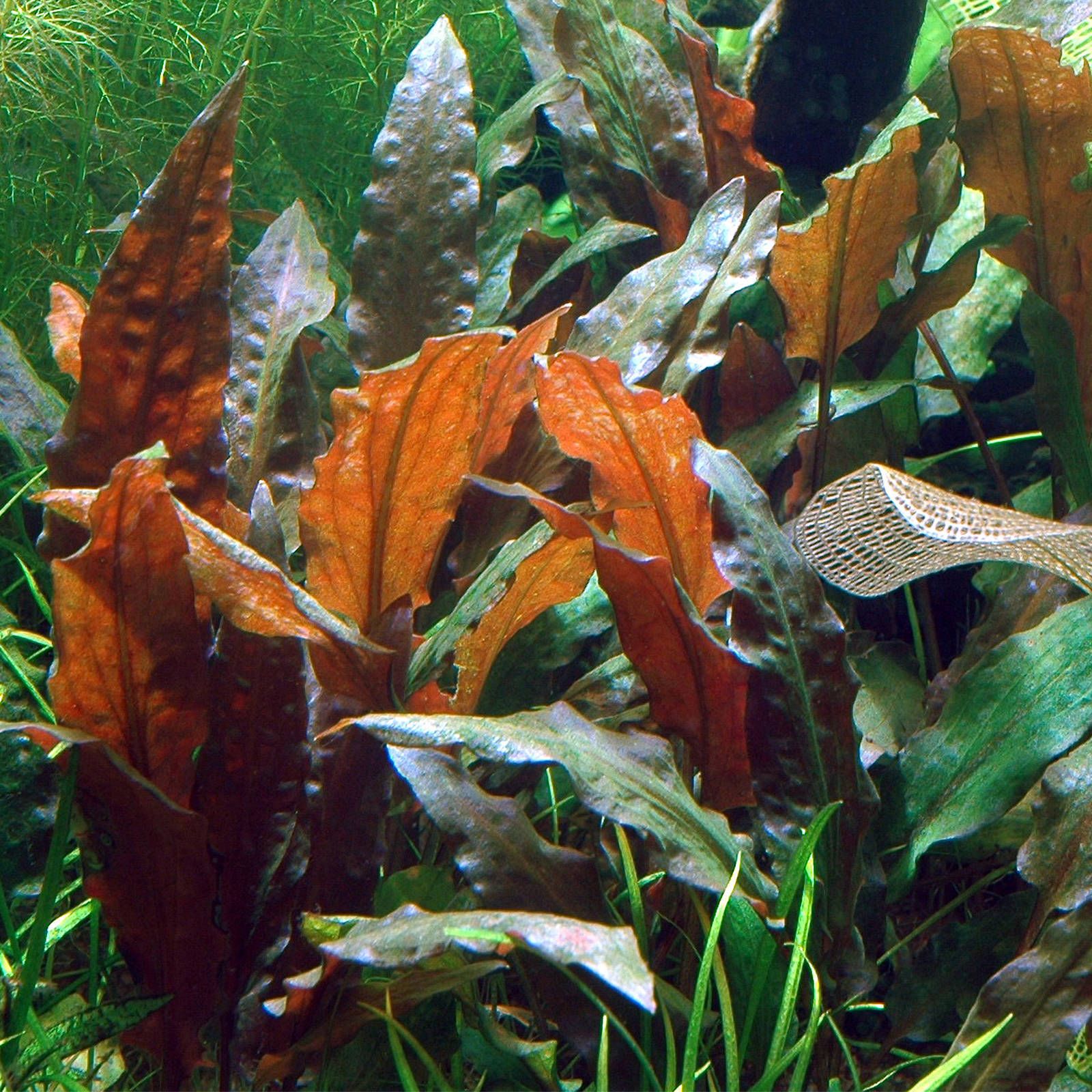 Cryptocoryne wendtii 'Mi Oya' - Mi Oya-Wasserkelch