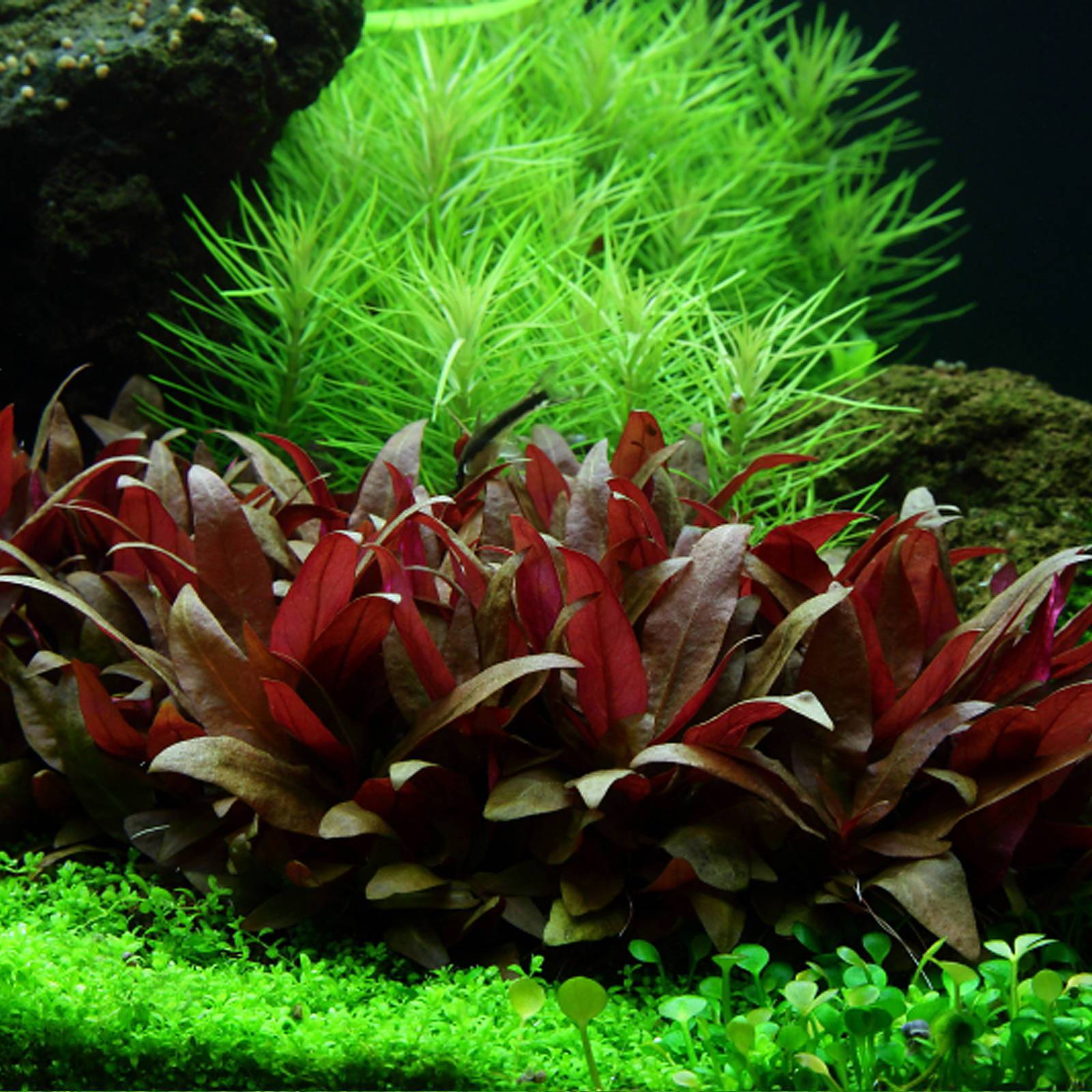 Middle ground plants - Aquascaping Wiki | Aquasabi