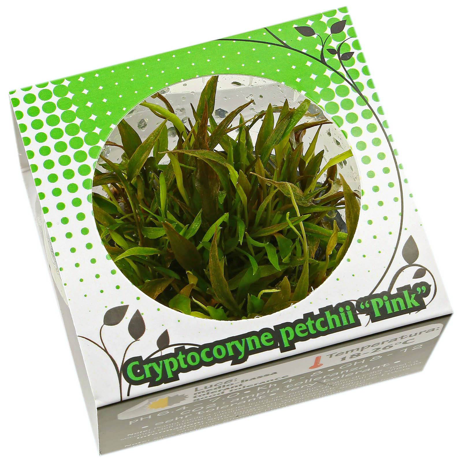 Cryptocoryne Petchii Pink