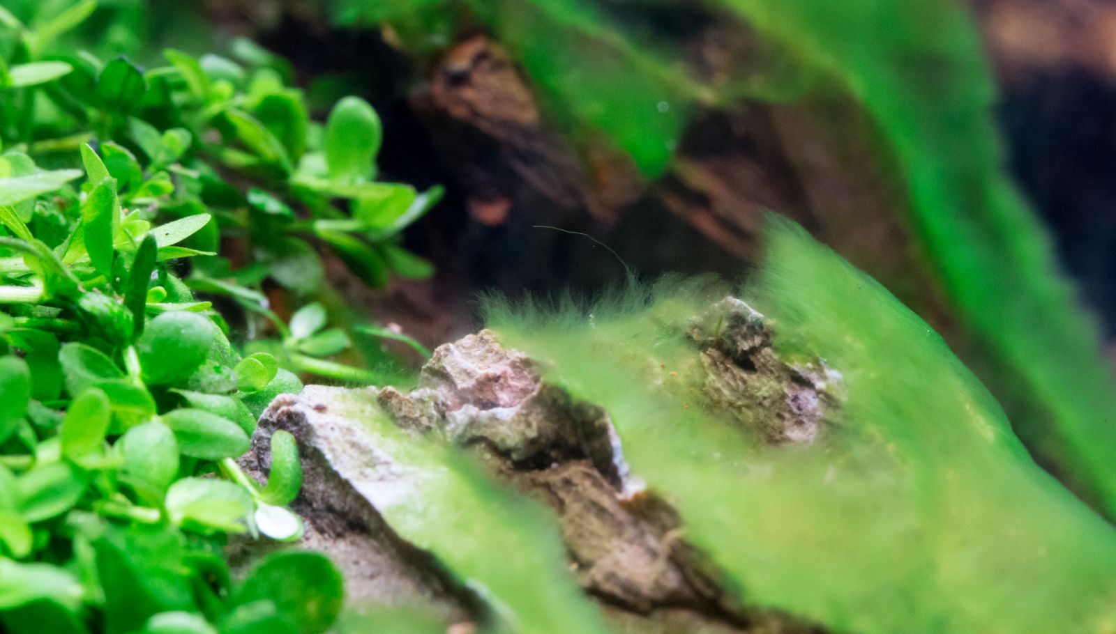 How to control filamentous green algae. (Hair, fur, fuzz, thread algae) -  The 2Hr Aquarist