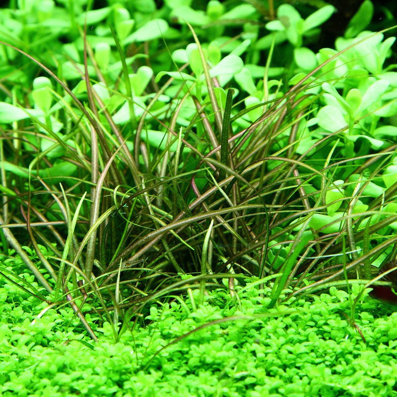 Middle ground plants - | Aquasabi | Aquasabi - Aquascaping Shop