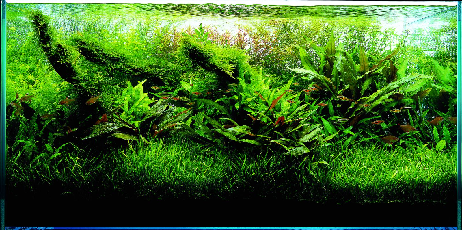 Gramineous plants -, Aquasabi