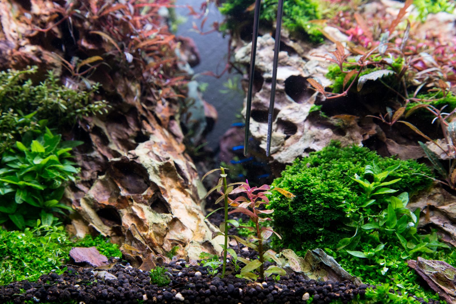 Aquarium-Pflanzen richtig kürzen und teilen - Aquascaping Wiki | Aquasabi