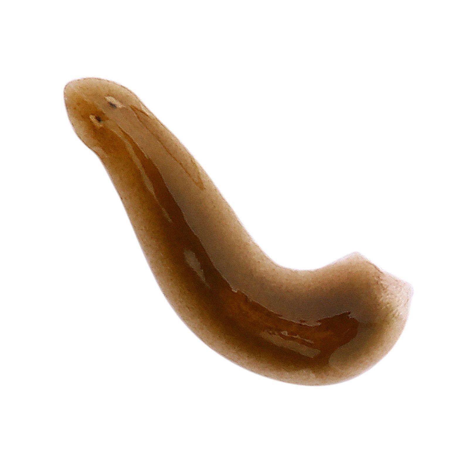 Planarian Flatworms Aquasabi Aquasabi Aquascaping Shop